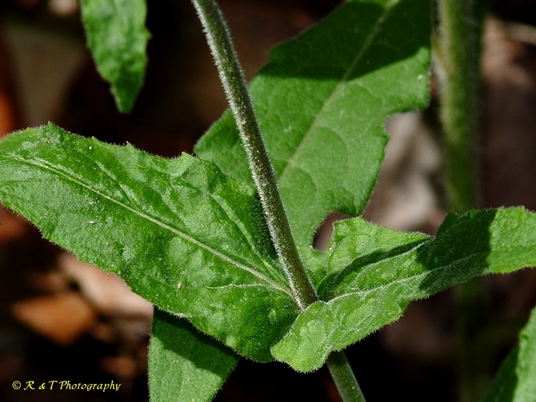 {Penstemon pallidus}